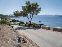 a tree stands on a road beside an ocean with rocks and green trees nearby the water