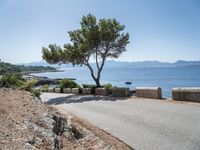 a tree stands on a road beside an ocean with rocks and green trees nearby the water