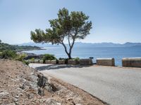 a tree stands on a road beside an ocean with rocks and green trees nearby the water