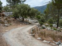 A Road Through Mallorca's Mountain Landscape