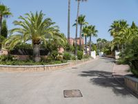 an empty street has several palm trees around it, and houses around them, in the background