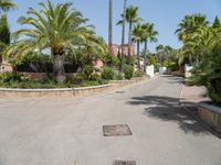 an empty street has several palm trees around it, and houses around them, in the background