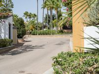 a road going past palm trees in the desert with small bushes on either side and a brick wall to the right