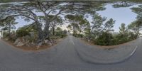 a fish eye view of a tree lined road and trees with green bushes near by