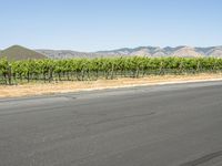 a man in red shirt riding skateboard down street in countryside area of mountains with winery growing