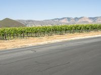 a man in red shirt riding skateboard down street in countryside area of mountains with winery growing