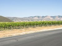 a man in red shirt riding skateboard down street in countryside area of mountains with winery growing