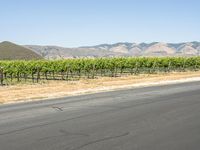 a man in red shirt riding skateboard down street in countryside area of mountains with winery growing