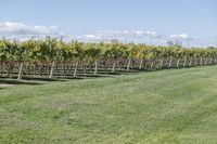 a man standing on top of a lush green field under a blue sky in a vineyard