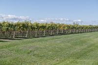 a man standing on top of a lush green field under a blue sky in a vineyard