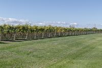 a man standing on top of a lush green field under a blue sky in a vineyard