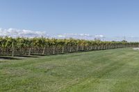 a man standing on top of a lush green field under a blue sky in a vineyard