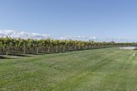 a man standing on top of a lush green field under a blue sky in a vineyard