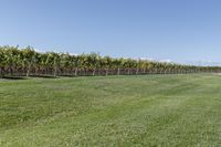 a man standing on top of a lush green field under a blue sky in a vineyard