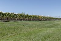 a man standing on top of a lush green field under a blue sky in a vineyard