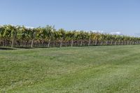 a man standing on top of a lush green field under a blue sky in a vineyard