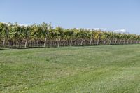 a man standing on top of a lush green field under a blue sky in a vineyard