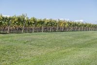 a man standing on top of a lush green field under a blue sky in a vineyard