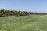 a man standing on top of a lush green field under a blue sky in a vineyard