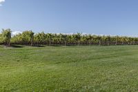 a man standing on top of a lush green field under a blue sky in a vineyard