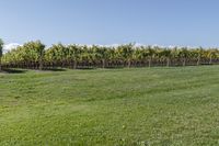 a man standing on top of a lush green field under a blue sky in a vineyard