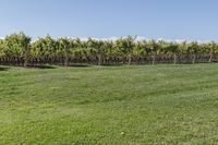 a man standing on top of a lush green field under a blue sky in a vineyard