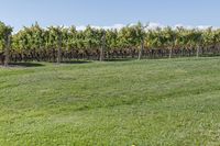 a man standing on top of a lush green field under a blue sky in a vineyard