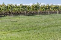 a man standing on top of a lush green field under a blue sky in a vineyard