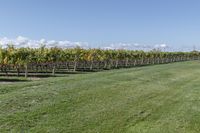 a man standing on top of a lush green field under a blue sky in a vineyard