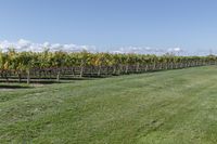 a man standing on top of a lush green field under a blue sky in a vineyard