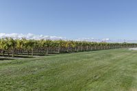 a man standing on top of a lush green field under a blue sky in a vineyard