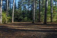 a man stands in front of a pile of pine on the ground, and is throwing a frisbee