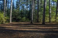 a man stands in front of a pile of pine on the ground, and is throwing a frisbee