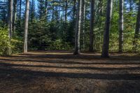 a man stands in front of a pile of pine on the ground, and is throwing a frisbee