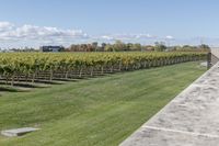 a man walking towards the camera in a field with vineyards behind him and large trees around him