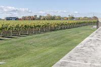 a man walking towards the camera in a field with vineyards behind him and large trees around him