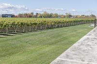 a man walking towards the camera in a field with vineyards behind him and large trees around him