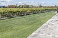 a man walking towards the camera in a field with vineyards behind him and large trees around him