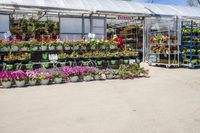 an outdoor greenhouse with plants and a few carts in it outdoors to dry it out