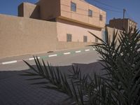 a dog laying on the sidewalk in front of a house with a palm tree near it