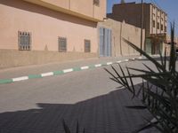 a dog laying on the sidewalk in front of a house with a palm tree near it