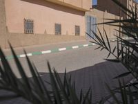 a dog laying on the sidewalk in front of a house with a palm tree near it