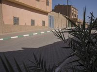 a dog laying on the sidewalk in front of a house with a palm tree near it