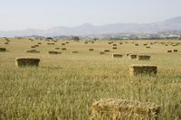 Medium Format: Field Landscape in a Savanna Setting