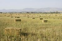 Medium Format: Field Landscape in a Savanna Setting