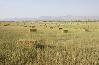 Medium Format: Field Landscape in a Savanna Setting
