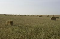 Medium Format: Field Landscape in a Savanna Setting