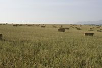 Medium Format: Field Landscape in a Savanna Setting