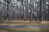 a black fire hydrant standing in a forest near a gravel road and trees on it