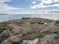 a rock shoreline with plants growing on it and water pool next to it with rocks in the foreground